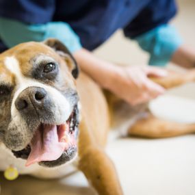 At Lakewood Animal Hospital, we treat your pets like the valued family members they are. We endeavor to provide the highest standard of veterinary care, delivered with compassion and respect for every animal.
