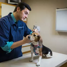 Dr. Michael Miller carefully checks a dog's ears during an annual wellness exam to make sure there are no signs of infection.