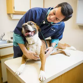 This happy pup knows he's in good hands at Lakewood Animal Hospital! We continuously strive to enhance the services we provide and the education of our staff in order to deliver the highest level of veterinary care for the pets of Morris.