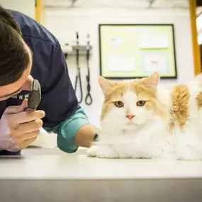 Dr. Miller is examining a cat's eyes, looking for abnormalities such as unusual coloration, discharge, or light response. Checking the eyes is just one part of a comprehensive wellness exam at Lakewood Animal Hospital.