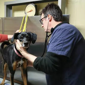 Dr. Palmer uses a stethoscope to listen to a dog's heart and lungs during a wellness exam.