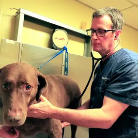 During this dog’s annual wellness exam, Dr. Kenneth Palmer, DVM, gently listens to the heart and lungs using a stethoscope.