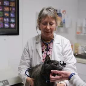 This kitty is well-behaved during her annual wellness exam! Here Dr. Kleps listens to her heart and lungs, and feels her abdominal region, checking for any abnormalities or areas of concern.