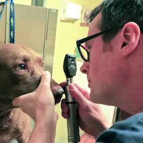 Your pet’s eyes are as delicate as they are beautiful! Dr. Kenneth Palmer, DVM, uses an ophthalmoscope to carefully examine this sweet dog’s eyes.