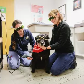 Laser therapy is an advanced therapeutic tool that helps pets heal and provides relief from injuries and a wide range of conditions sooner. Plus, they look adorable wearing protective glasses!