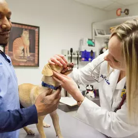 Keeping your pet’s teeth and gums clean and healthy is one of the best things you can do as a pet parent. Here, Dr. Scott checks this dog’s oral cavity for signs of dental disease.