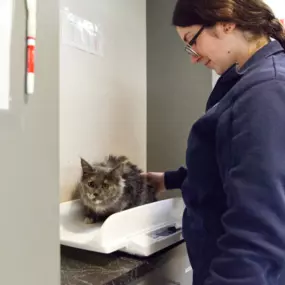 Weight check for our kitty patient.