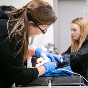 Did you know we offer dental services?  

Periodontal disease erodes the supporting structures of the mouth, which is very painful. In this process, harmful bacteria is created, and can spread through your dog or cat’s bloodstream to their internal organs, causing serious health issues later in life. This is why it is so important to have a veterinary team that helps you with regular cleanings, other advanced dental work when necessary, and can educate you on proper at-home care.