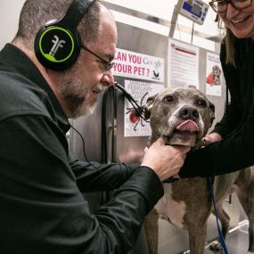 Dr. Mangini uses a stethoscope to listen to a Raven’s heart and lungs.