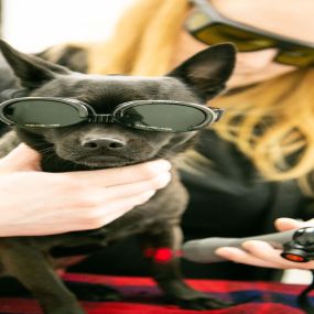 Marci was AWESOME for her laser therapy treatment - and how cool does she look in her goggles