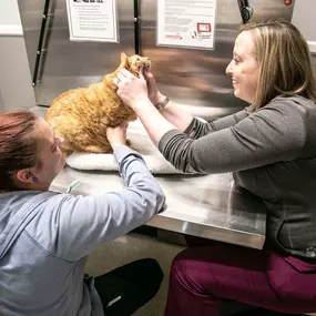 At Parkville Animal Hospital, our technicians are trained to hold our patients for exams so that pet's feel as safe and comfortable as possible.