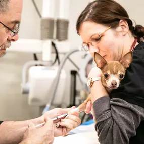 This sweet girl is being prepped for her dental surgery.