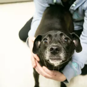 Snuggles from this adorable pooch as she waits for her dad to pick-up her after being dropped off for an assessment when she wasn't feeling so well that morning.