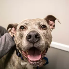 Just one of the many sweet faces of Parkville Animal Hospital!