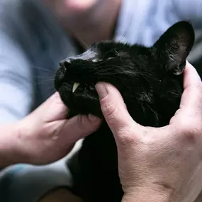 And this adorable feline was just PURRfect for his dental exam!