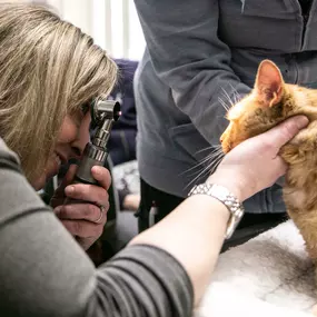 Dr. Morganthall, better known as Dr. Jess, is performing a full physical exam on one of her adorable feline patients. Here, she's checking the eyes for any unusual coloration, discharge, proper light response, and more.