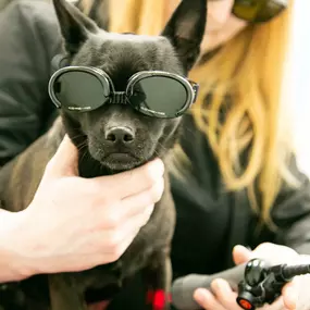 Marci was AWESOME for her laser therapy treatment - and how cool does she look in her goggles