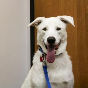 This happy dog is ready for his wellness exam. Our clinical team recommends at least one preventative wellness visit per year so that we can make sure your pet’s health is in top shape.
