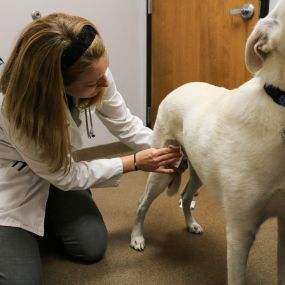 Dr. Vuagniaux is treating this patient’s hot spot. In veterinary medicine, a hot spot is a skin lesion that gets worse as a pet is constantly biting, scratching, chewing, and licking it.