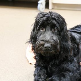 Sweet puppy patient.