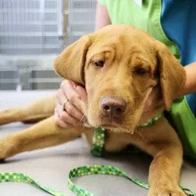 This puppy is getting ready for his comprehensive physical exam! We check pets nose-to-tail, and it’s all to fulfill our promise of making sure your pet is as healthy as possible.