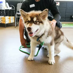 Look at this happy little guy! Although we love getting to meet all of our adorable patients, it’s the ability to help connect animals with the care they deserve that commits us so firmly to our jobs.