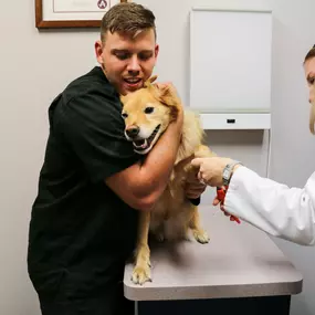 A member of our veterinary team is giving this patient plenty of snuggles while Dr. Vuagniaux is trimming this their nails.