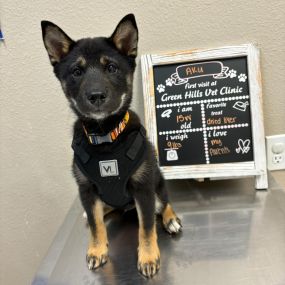 First visit at Green Hills Veterinary Clinic for Aku