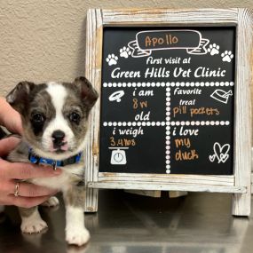 First visit at Green Hills Veterinary Clinic for Apollo