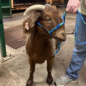 An adorable goat patient