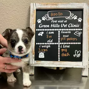 First visit at Green Hills Veterinary Clinic for Apollo