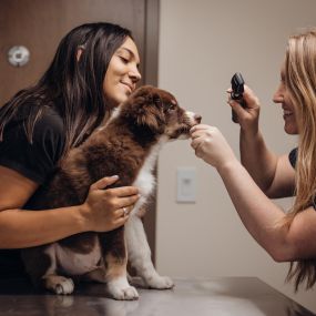 Part of a tip of the nose to the tip of the tail exam includes checking our patients eyes.