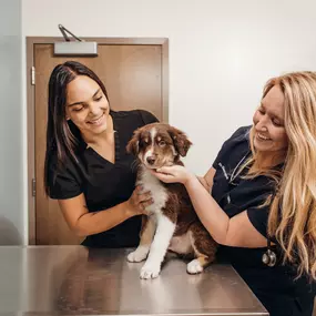 Our medical team is committed to your pet’s complete wellness through each life stage.