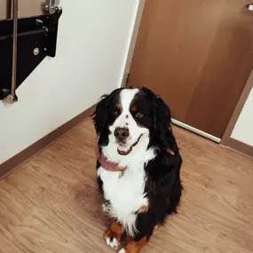 This adorable pup is all smiles for his visit at Founders Green Animal Hospital!