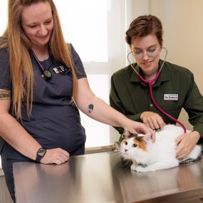 Here at Fox Creek, we know that routine care allows us to not only catch diseases early but sometimes prevent them altogether. Our team provides annual wellness exams and vaccinations, compassionate care for pets of all ages, and even microchipping to ensure the safety of your pet.