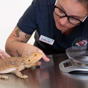 We offer services for small and exotic animals, including but not limited to guinea pigs, rabbits, sugar gliders, hedgehogs, rodents, and other pocket pets.