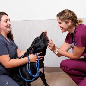 Part of our patients annual visit includes and dental exam.  Dr. Laura Mills checks for dental disease, which is about more than doggy breath, but about your pet’s complete health! Oral bacteria puts pets at risk for painful teeth and gums, and more serious issues like organ damage.