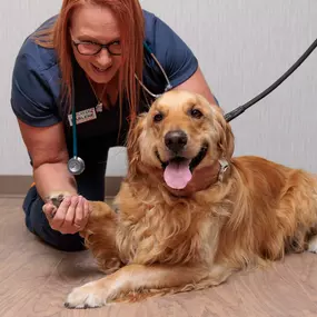 This sweet pup was great as our team checked his nails to assess if they required trimming by our trained team.