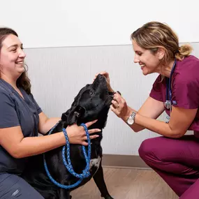 Part of our patients annual visit includes and dental exam.  Dr. Laura Mills checks for dental disease, which is about more than doggy breath, but about your pet’s complete health! Oral bacteria puts pets at risk for painful teeth and gums, and more serious issues like organ damage.