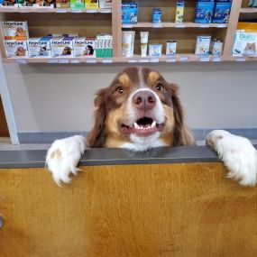 At Northgate Animal Hospital, our patients are as excited to see us as we are to see them!
