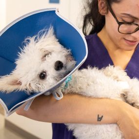 This sweet boy gets some love from one of our compassionate veterinary technicians. At Family Pet Clinic, we understand how much your pet means to you and your family because we are pet-lovers ourselves!