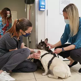 Our spacious lobby is designed to be comfortable and calming for all our patients. At Family Pet Clinic, we are committed to meeting all of your pet's veterinary needs in order to provide your pet with the happiest and healthiest life.