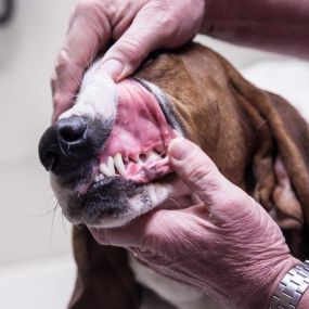 This patient has such clean teeth! Oral examinations are a very important part of physical examinations, because many pet owners tend to forget dental health. During your examinations, we make sure to check your pet’s teeth for any signs of dental disease.