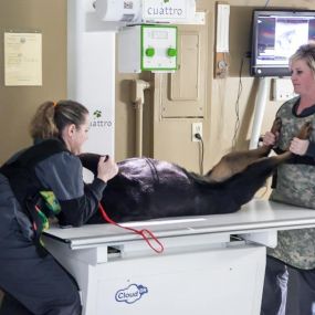 This patient is getting an ultrasound taken, which is a method of taking high quality images of your pet’s internal systems. This is a very important tool that helps our doctors make accurate and efficient diagnoses on a wide range of conditions.