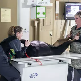 This patient is getting an ultrasound taken, which is a method of taking high quality images of your pet’s internal systems. This is a very important tool that helps our doctors make accurate and efficient diagnoses on a wide range of conditions.