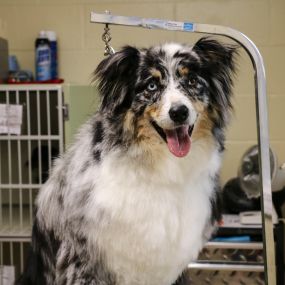 Regular grooming reduces the risk of eye, ear, skin, and nail infections. Our professional groomers offer baths, haircuts, blow-outs, and nail trims. If you are interested, please give us a call!