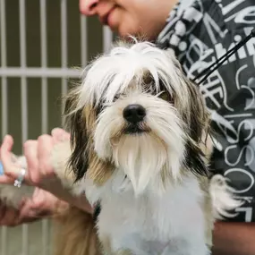 Crysler Animal Hospital provides grooming services right here at our clinic! Not only does proper grooming keep your pet looking and smelling great, it prevents matting which is both painful and dangerous for your pet. Proper grooming reduces the risk of painful skin conditions, and helps detect many health issues before they become serious issues.