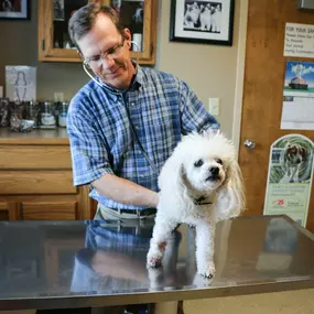 Dr. Schweizer is using a stethoscope to examine this patient’s pulmonary health. By listening to their heart and lungs, we can detect any signs of heart murmur and other abnormalities which may indicate heart disease.