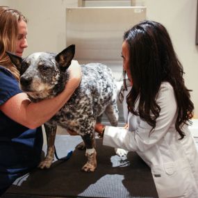 In the exam room, your veterinarian will inspect your pet’s eyes, ears, mouth, skin, joints, and much more, as part of preventative health. By identifying health concerns during early stages, treatment is much less difficult and costly.