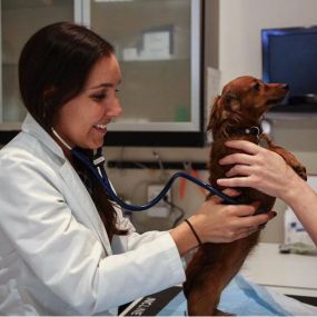 This well-behaved dog stands tall with the help of a veterinary technician at his annual wellness exam! Here, Dr. Liff uses a stethoscope to listen to this patient’s heart and lungs.